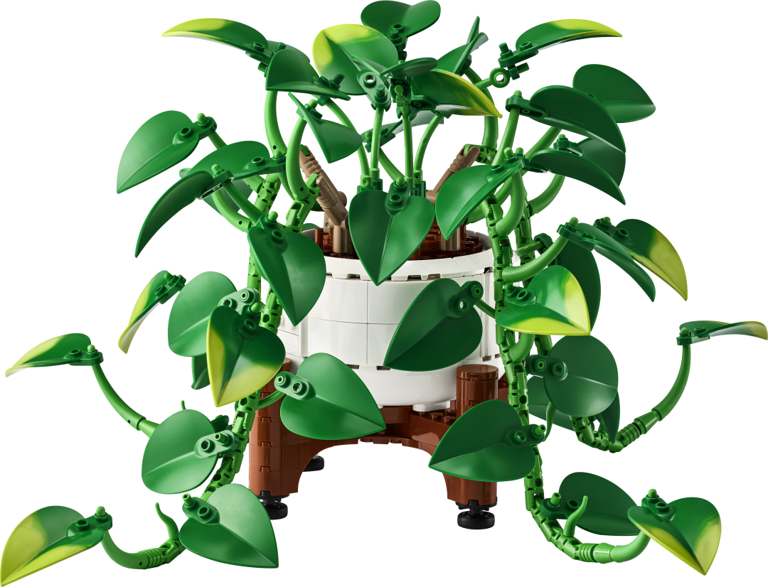 Botanicals Hanging Golden Pothos | 11512