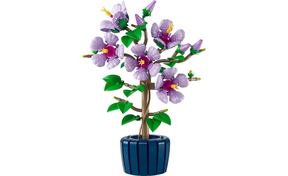 Botanicals Hibiscus | 10372