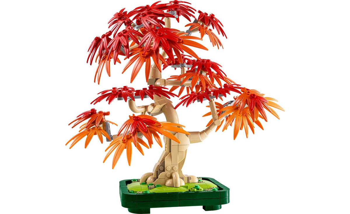 Botanicals Japanese Red Maple Bonsai Tree | 10348